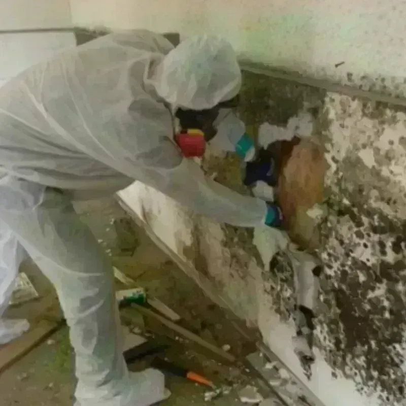 Mold Remediation and Removal in Ritchie County, WV